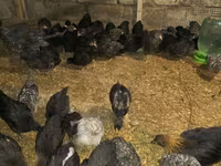 Australorp — photo 3