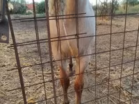 Kůň, Welsh Cob — foto 4
