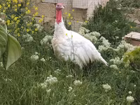 Turkeys — 照片 2