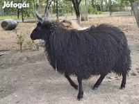 Oveja, Racka sheep — foto 2