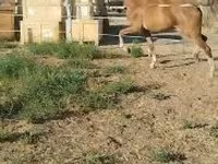 Klisna, Dutch warmblood horse — foto 6