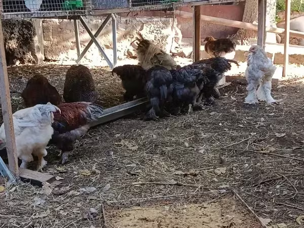 براهما — أرمينيا