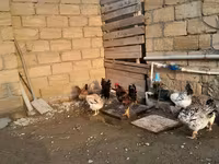 Chickens — Foto 3