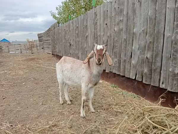 Козел, Nubian Goat