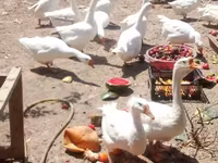 Geese — photo 3