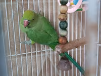 Qəfəslə erkəy 200 azn vatsap əlaqə Nimfa (Cockatiel) tutuquşu və qəfəs — 照片 1