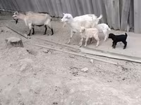 Dişi keçi, Keçilər — foto 1