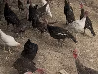 Turkeys — 照片 3