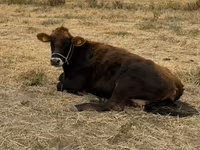 Kuh, Swiss cattle — Foto 1