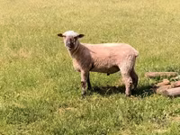 公羊, Shroshire sheep — 照片 4