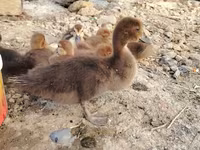 Ducks — फ़ोटो 2