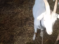 Dişi keçi, Saanen goat — foto 5
