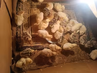 Turkeys — photo 3