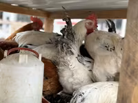 Chickens — photo 7