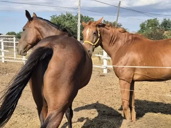 Cavalo, Cavalos