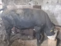 Bulle, Russian Black pied cattle — Foto 4