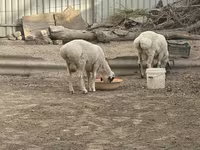 Qoç, Suffolk sheep — foto 3