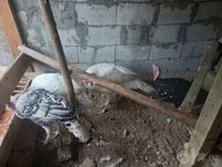 Turkeys — الصورة 2