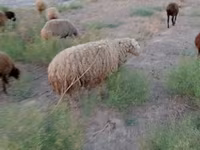 भेड़, भेड़ — फ़ोटो 2