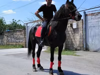 At, Atlar — foto 2