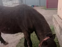 Yegua, Shetland Pony — foto 1