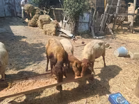 Sheep, Sheep — photo 7