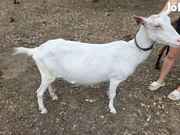 Koza, Saanen goat