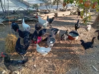 Chickens — फ़ोटो 8