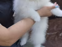 Məhsul: Pomeranian Spitz balası - Rəng: qar kimi ağ - Xəz: sıx — photo 3