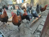 Marans — 5-rasm