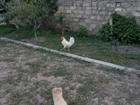 Chickens — photo 3