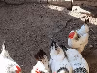 لاكنفيلدر — الصورة 2