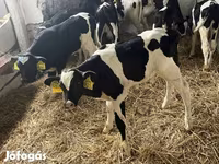 Byk, Russian Black pied cattle — zdjęcie 3