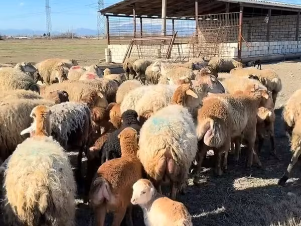 Ram, Sheep