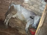 İnək, Mal-qara — foto 1