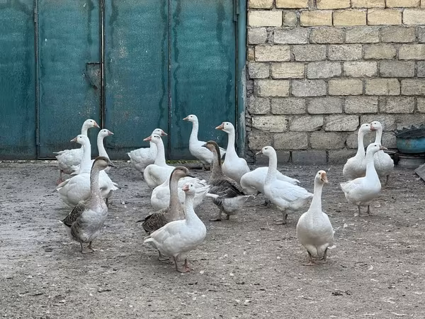 Geese — Azərbaycan