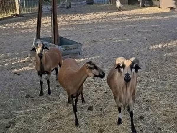 Qoʻchqor, Cameroon sheep