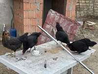 Chickens — zdjęcie 2