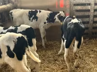 Byk, Russian Black pied cattle — zdjęcie 4