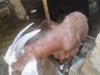 Cabra, Cabras — foto 2