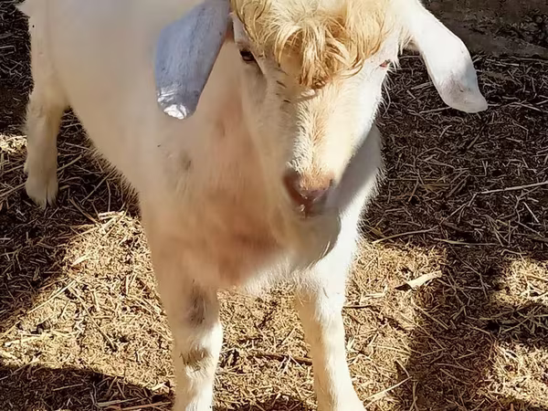Cabro, Cabras