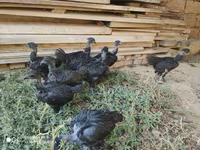 Chickens — photo 3