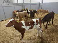 母牛, Simmental cattle — 照片 6