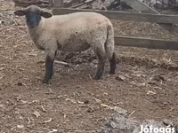 Carneiro, White Suffolk sheep — foto 2