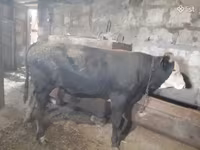 Bulle, Russian Black pied cattle — Foto 7