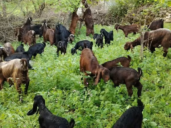 Billy Goat, Goats