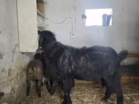 Keçi, Damask goat — foto 5