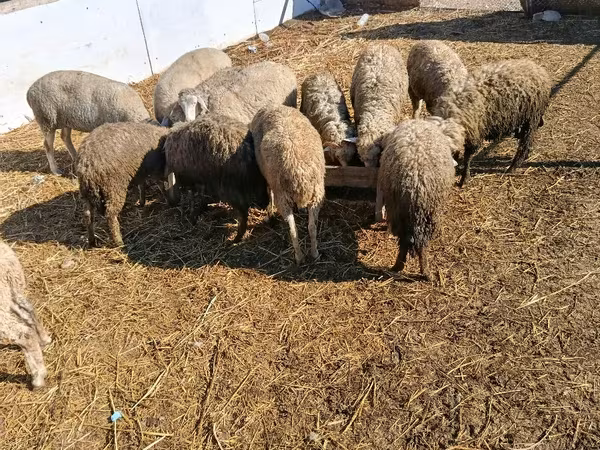 Продам мясо