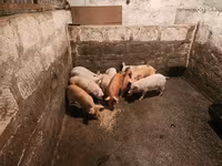 Säue, Schweine — Foto 4