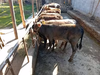 Býk, Swiss cattle — foto 6